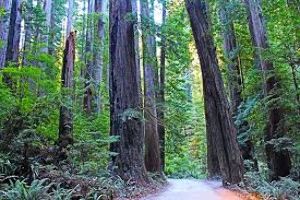 redwood national park